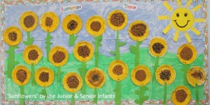 sunflowers at charleville national school