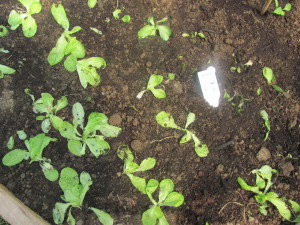 Baby Lettuce in our tunnel.