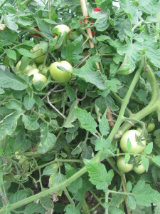 Un-ripened tomatoes in the poly tunnel.